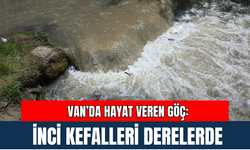 Van’da Hayat Veren Göç: İnci Kefalleri Derelerde