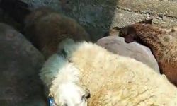 Ağıla giren kurt 8 koyunu telef etti
