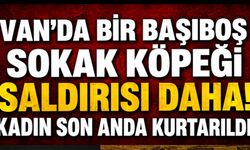 Van'da Başıboş Köpeklerin Saldırısına Uğrayan Kadın Yaralandı