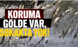Van Balığı İçin Gölde Koruma Var, Sokakta Yok!