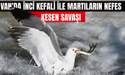 Van'da İnci Kefali ile Martıların Nefes Kesen Savaşı!