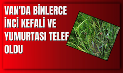 Van'da Binlerce İnci Kefali ve Yumurtası Telef Oldu! İşte Nedeni...