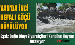 Van'da İnci Kefali Göçü Büyülüyor!