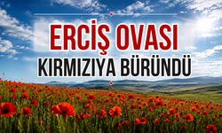 Van’ın Erciş Ovası Gelinciklerle Kırmızıya Büründü