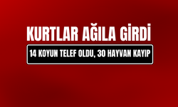 Erzurum'da Kurtlar Ağıla Girdi: 14 Koyun Telef Oldu, 30 Hayvan Kayıp