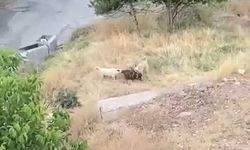 Sokak Köpekleri Dehşet Saçtı: 2 Keçi Telef Oldu