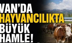 Van'da 270 Bin Koyun Dağıtıldı! 2 Bin 700 Aile Destekten Yararlandı