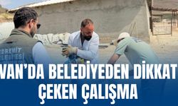 Van Edremit'te 12 Köpek Kimliklendirildi