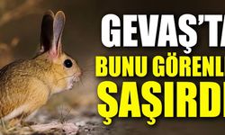 Van'da Nadir Rastlanan Arap Tavşanı Görüntülendi! Uzun Kulakları Dikkat Çekti