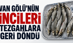 Av Yasağı Sona Erdi, İnci Kefali Tezgâhlara Döndü
