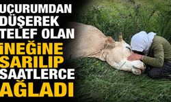 Yüksekova'da yürek yakan görüntü: Uçurumdan düşerek telef olan ineğine sarılıp saatlerce ağladı