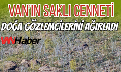 Van’da Nesli Tehlikedeki Tür Yıllar Sonra Görüntülendi!