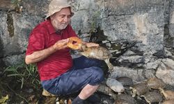 Van'da Doğa Sevgisi Böyle Görüntülendi! Kaplumbağaları Eliyle Besliyor