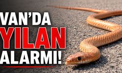 Van’da yılan alarmı!