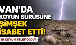 Van’da koyun sürüsüne şimşek isabet etti: 16 koyun telef oldu