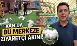 Suyu Seven Tek Kedi Türü Van’da! Van Kedileri Ziyaretçi Akınına Uğruyor!