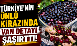 Çubuk kirazı, Van kirazının aşılanmasıyla geliştirildi
