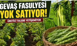 Gevaş Fasulyesi Yok Satıyor! Üretici Talebe Yetişemiyor