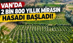 Erciş Karası’nın Hasat Yolculuğu Başladı
