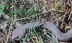 Hakkâri’de Tarlada 1,5 Metrelik Yılan Görüldü!