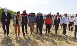 Tuşba’da Silajlık Mısır Hasadı Başladı