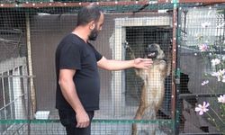 800 Bin TL’lik Güvercinler İçin Kuş Uçurtmuyor! Kamera, Çelik Kapı Ve Kurtla Koruyor