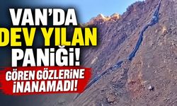 Van’da dev yılan paniği! Gören gözlerine inanamadı