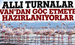 Allı turnalar Van’dan göç etmeye hazırlanıyor! Erçek Gölü’nde görsel şölen