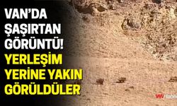 Van’da Şaşırtan Görüntü! Yerleşim Yerine Yakın Görüldüler