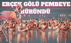 Van’da Pembe Şölen! Allı Turnalar Erçek Gölü’nü Renklendirdi