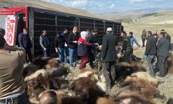 Feci kaza! 300 küçükbaş hayvan taşıyan tır devrildi: 130 hayvan telef oldu