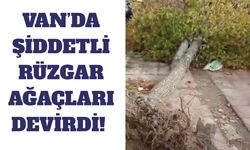Van’da şiddetli rüzgar ağaçları kökünden söktü!