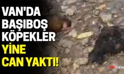 Van’da Başıboş Köpekler Kümese Girdi: 30 Tavuk Telef Oldu