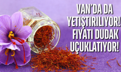 Van’da da Yetiştiriliyor! “Kırmızı Altın” Safranın Kilogramı 900 Bin Liraya Kadar Çıkıyor!