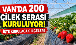 Van’da 200 Çilek Serası Kuruluyor! Vali Balcı Projeleri Açıkladı