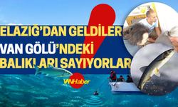 Van Gölü'nde ne kadar balık var?