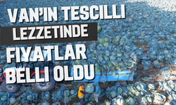 Van’da Hasat Başladı! Erciş Lahanasının Tanesi 100 TL