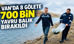 Van'da 8 gölete 700 bin yavru sazan bırakıldı