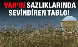 Van'da Kuraklığın Kaderi Değişti! Kuruyan Sazlıklarda Şaşırtan Gelişme