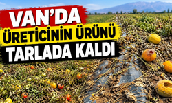 Van'da Üreticinin Ürünü Tarlada Kaldı!