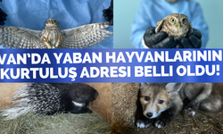 Van’da 500 Yaban Hayvanı İçin Seferberlik! 200’ü Doğaya Döndü
