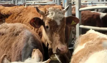 Kurban Alacaklar Ve Satacaklar Dikkat!