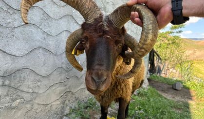 Gören Fotoğrafını Çekti: Pazarda Sıra Dışı Kurbanlık