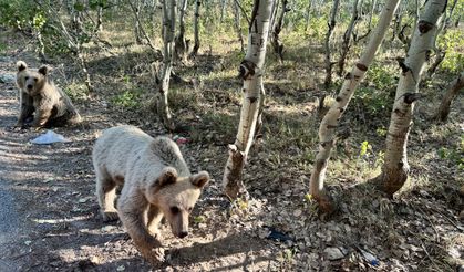 Ayıya Ekmek Vermek İsteyen Vatandaş Saldırgan Ayıdan Son Anda Kurtuldu