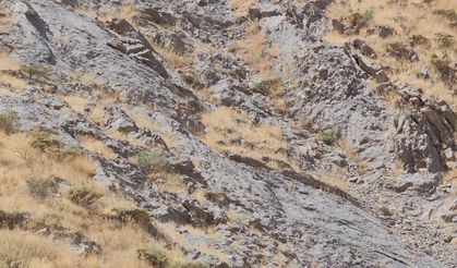 İlk Kez Bu Kadar Yakından Görüldüler!