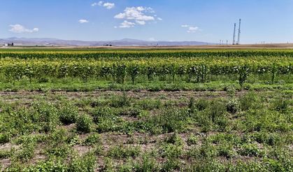 Hibeli Fide Desteğiyle Renkli Bostan: Çiftçi Harun Yontar Örnek Oldu