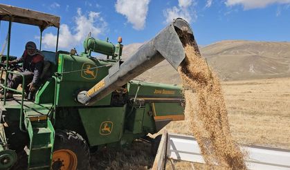 Buğday Hasadı Başladı: Verim Düşük Kaldı