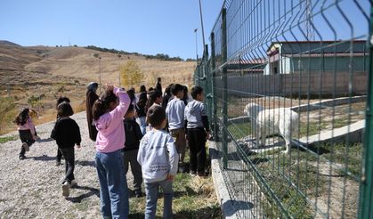 Van Büyükşehir Belediyesi, Minikleri Hayvanlarla Buluşturdu