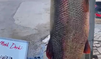 Görenleri Şaşırtan Dev Balık: Onlarca Kilo Ağırlığında