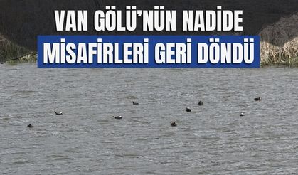 Van Gölü’nün Nadide Misafirleri Geri Döndü